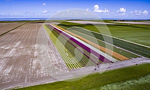 Colorful tulip field near Uithuizermeeden.