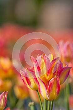 Colorful tulip field orange in botany garden