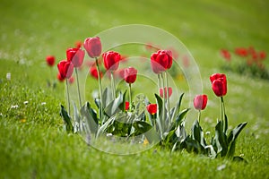 Colorful tulip field red in botany garden