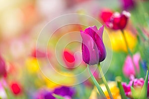 Colorful tulip field, summer flowerwith green leaf with blurred flower as background