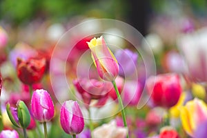 Colorful tulip field, summer flowerwith green leaf with blurred flower as background