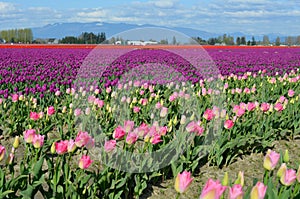 Colorful tulip fields