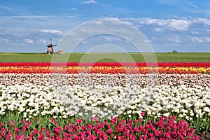 Colorful tulip fields in Alkmaar, North Holland