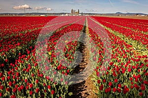 Colorful tulip fields blooming in the Skagit Valley of western Washington State.