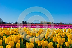 Colorful tulip fields