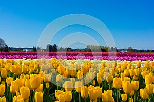 Colorful tulip fields photo