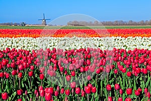 Colorful tulip fields and Dutch windmill