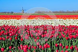 Barvitý tulipán pole a holandský větrný mlýn 