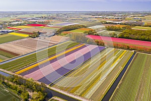 Colorful Tulip fields in full blossom from above in Holland