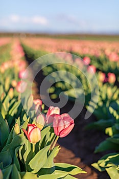 Colorful tulip filed in the morning, Woodburn, Oregon