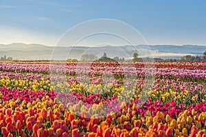 Colorful tulip filed in the morning, Woodburn, Oregon