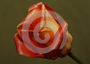 Colorful Tulip flower in bloom