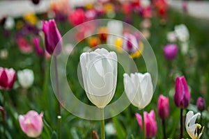 Colorful tulip flower bloom in the garden