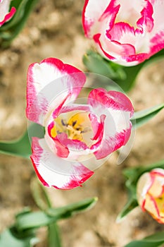 Colorful tulip flower bloom in the garden