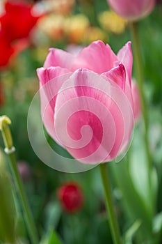 Colorful tulip flower bloom in the garden