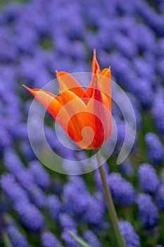 Colorful tulip flower bloom in the garden