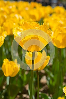 Colorful tulip flower bloom in the garden