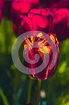 Colorful tulip flower bloom in the garden