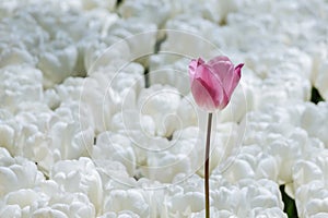 Colorful tulip flower bloom in the garden