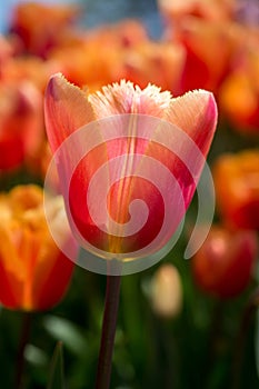 Colorful tulip flower bloom in the garden