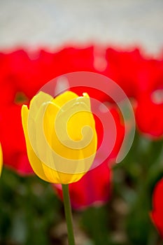 Colorful tulip flower bloom in the garden