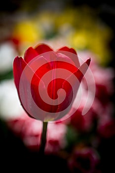 Colorful tulip flower bloom in the garden