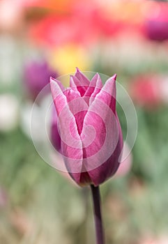 Colorful tulip flower bloom in the garden