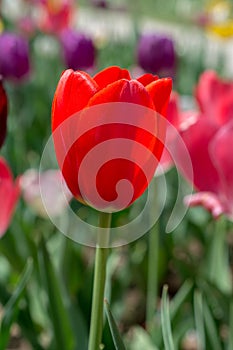 Colorful tulip flower bloom in the garden