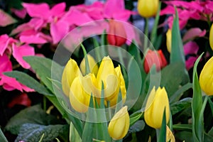 Colorful tulip flower bloom on green leaves background in tulips garden, Spring flowers