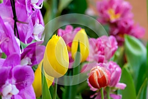 Colorful tulip flower bloom on green leaves background in tulips garden, Spring flowers