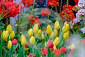 colorful tulip flower bloom on green leaves background in tulips garden, Spring flowers