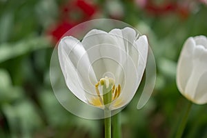 Colorful tulip flower bloom in the garden