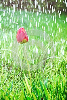 Colorful tulip flower close up and rain drops, rain falling on tulip flower