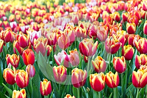 Colorful tulip flower fields blooming