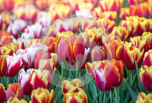 Colorful tulip flower fields blooming