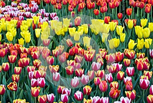 Colorful tulip flower fields blooming