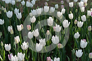 Colorful Tulip flower fields in spring time morning.