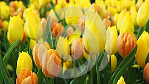 Colorful tulip flower yellow and orange color in garden