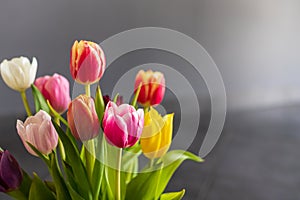 Colorful tulip flowers as greeting card. Mothersday or spring concept