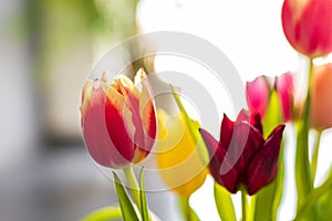 Colorful tulip flowers as greeting card. Mothersday or spring concept