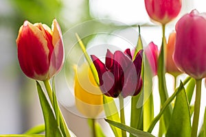 Colorful tulip flowers as greeting card. Mothersday or spring concept