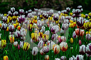 Colorful tulip flowers bloom in the garden on spring time