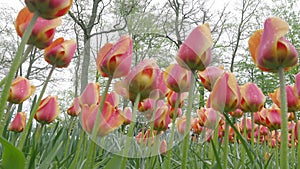Colorful tulip flowers blooming in the field on April to May in Netherlands