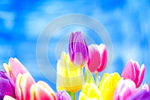 Colorful tulip flowers on a blue background with a copy space for a text. Top of view. Blue sky background. Valentines gift and ce