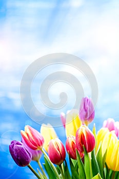 Colorful tulip flowers on a blue background with a copy space for a text. Top of view. Blue sky background. Valentines gift and ce