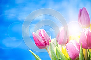 Colorful tulip flowers on a blue background with a copy space for a text. Top of view. Blue sky background. Valentines gift and ce