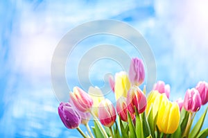 Colorful tulip flowers on a blue background with a copy space for a text. Top of view. Blue sky background. Valentines gift and ce