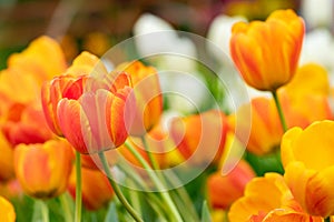 Colorful of tulip flowers field in spring season, orange tulip.