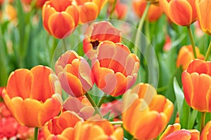 Colorful of tulip flowers field in spring season, orange tulip.