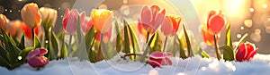 Colorful tulip flowers and grass growing from the melting snow and sunshine.
